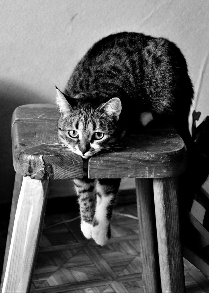 Happy Caturday!!