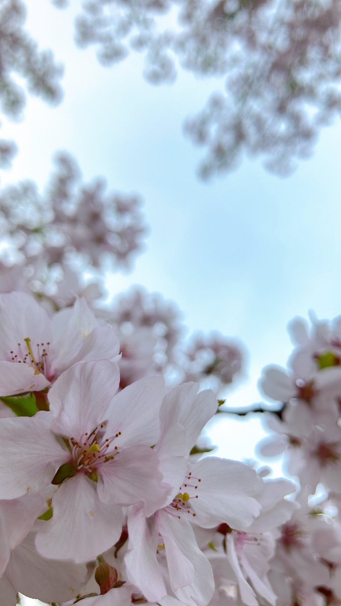putti0411's tweet photo. 花見❀.*ﾟ https://t.co/mfGeOPD35C