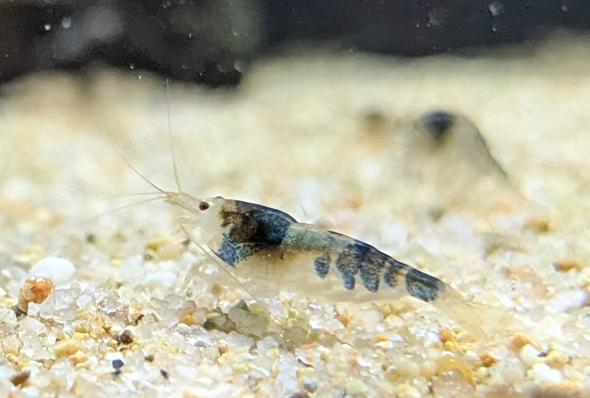 ebinokakato's tweet photo. こんにちは！
ebinokakatoの長嶋です🦐���

今週も、魅力的なシュリンプ＆熱帯魚がたくさん入荷しました📦✨

今回は、ちょっと珍しい種類が多めで、コアなファンの方には特におすすめのラインナップです！

🔻今週の注目入荷はこちら🔻

🦐スラウェシ島・モロワリ川産 ビーシュリンプ
スラウェシ島の自然豊かなモロワリ川で採集されたワイルド個体です。
1匹1匹に個性があり、模様やカラーの違いを楽しめます。
美しいワイルド感をぜひ店頭でご覧ください📸

✨インパイクティス・パラウアピランガ
🌿コリドラス・クナッキー
❤️レッドチェリーテトラ “ジュルエナ”
⭐ハイフェソブリコン・プロキオン（リオ アリプアナ産）

どの子もコンディション良好です！
気になる子がいたらぜひお早めにチェックしてください🐠

#アクアリウム #ビーシュリンプ #スラウェシシュリンプ #モロワリ川 #熱帯魚 #テトラ #コリドラス #観賞魚 #ebinokakato