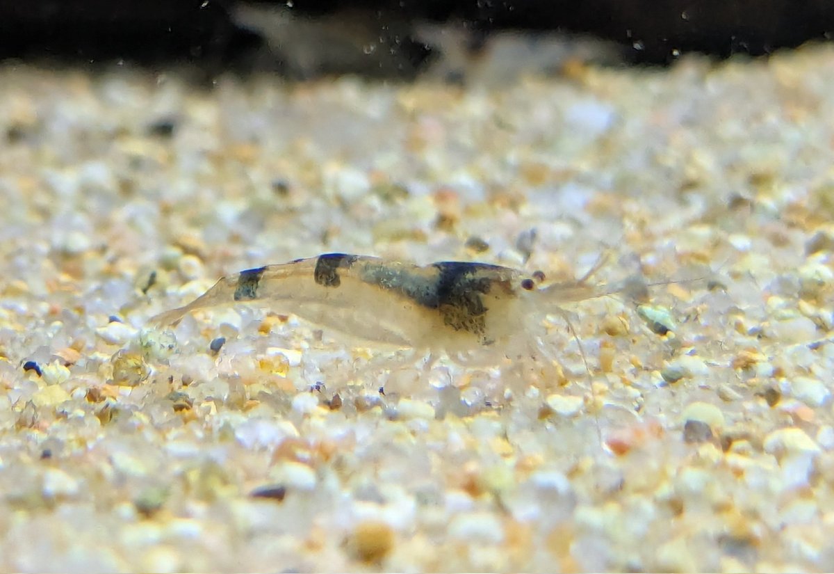 ebinokakato's tweet photo. こんにちは！
ebinokakatoの長嶋です🦐���

今週も、魅力的なシュリンプ＆熱帯魚がたくさん入荷しました📦✨

今回は、ちょっと珍しい種類が多めで、コアなファンの方には特におすすめのラインナップです！

🔻今週の注目入荷はこちら🔻

🦐スラウェシ島・モロワリ川産 ビーシュリンプ
スラウェシ島の自然豊かなモロワリ川で採集されたワイルド個体です。
1匹1匹に個性があり、模様やカラーの違いを楽しめます。
美しいワイルド感をぜひ店頭でご覧ください📸

✨インパイクティス・パラウアピランガ
🌿コリドラス・クナッキー
❤️レッドチェリーテトラ “ジュルエナ”
⭐ハイフェソブリコン・プロキオン（リオ アリプアナ産）

どの子もコンディション良好です！
気になる子がいたらぜひお早めにチェックしてください🐠

#アクアリウム #ビーシュリンプ #スラウェシシュリンプ #モロワリ川 #熱帯魚 #テトラ #コリドラス #観賞魚 #ebinokakato
