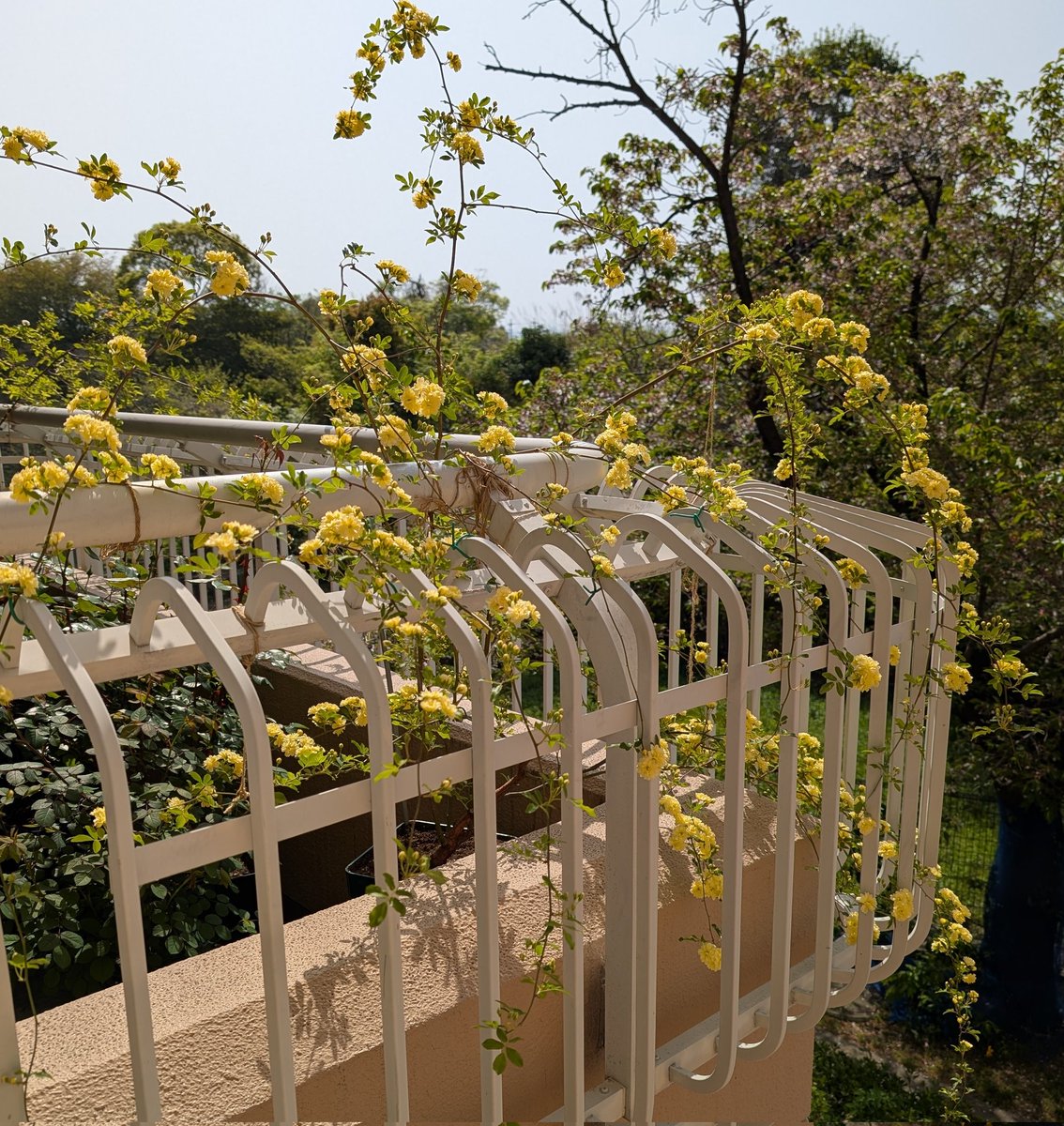 春花一番乗り。
しかし外気は既に夏過ぎる。