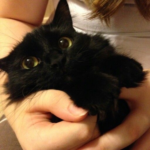 Black cats are not bad luck (@visualscat) on Twitter photo 