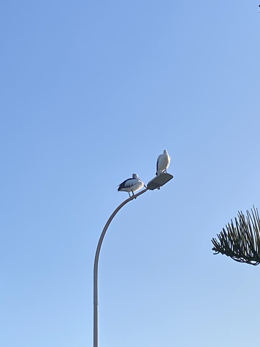 p_terg's tweet image. Why I haven’t been online today #NotFacebook #Latergram 1/3