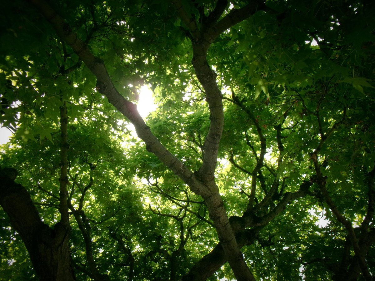 ikemenmousekun's tweet image. #kodak #fz55
rawは撮れないけどモバイル版Lightroomでjpgから微調整して、ﾎﾟさを強調。