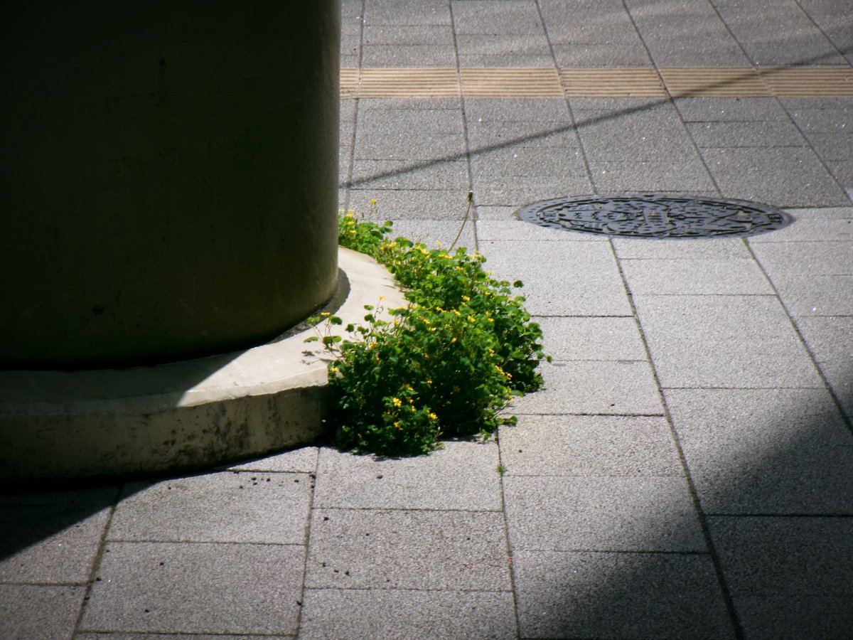 ikemenmousekun's tweet image. #kodak #fz55
rawは撮れないけどモバイル版Lightroomでjpgから微調整して、ﾎﾟさを強調。