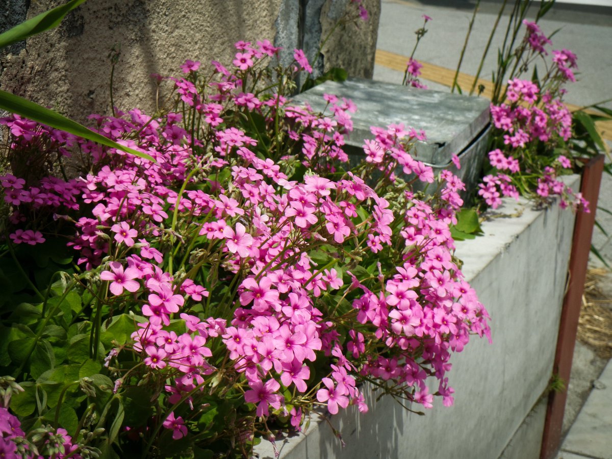 ikemenmousekun's tweet image. #kodak #fz55
rawは撮れないけどモバイル版Lightroomでjpgから微調整して、ﾎﾟさを強調。