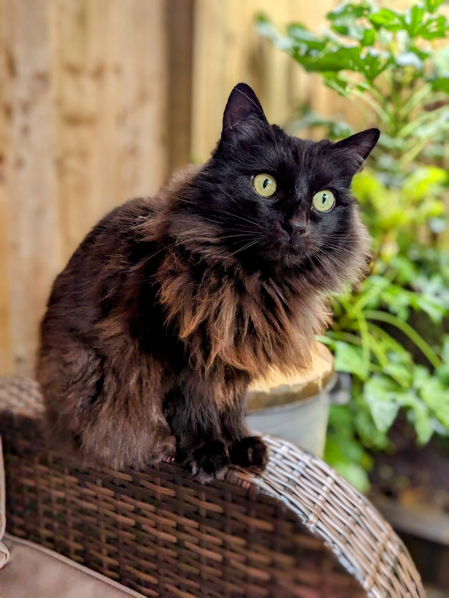 Friedeggstudios's tweet image. Freddie says hi #Caturday @thechrisbarron