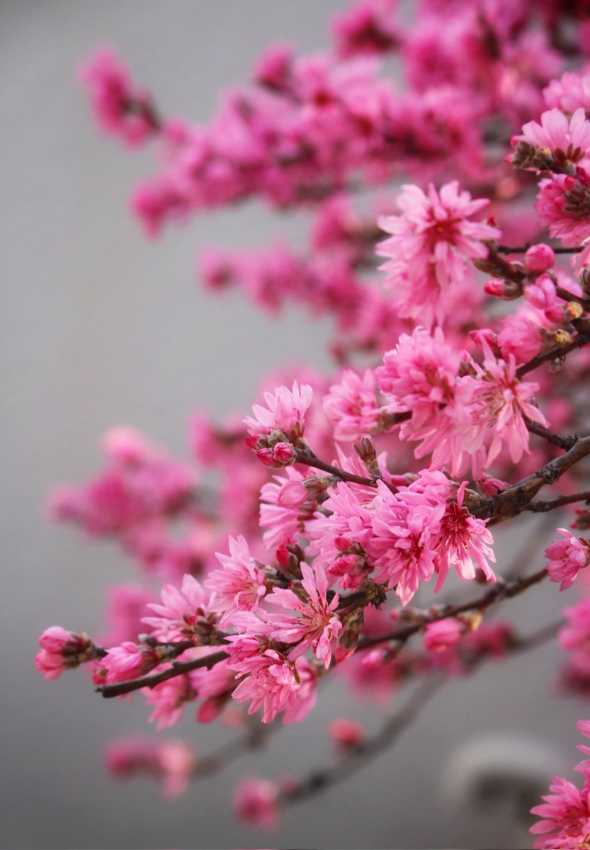 暑い一日でしたね
まだ衣替えもしてないのに
もう夏が来た感じです💦
体調を崩さないように
ゆっくり休んでくださいね

#お疲れさま #ｷｸﾓﾓ