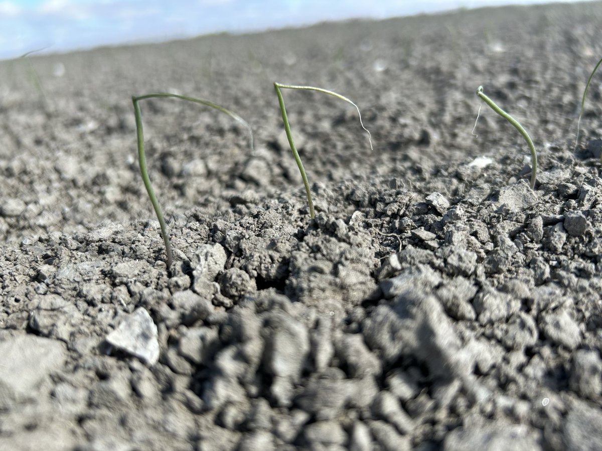 Leo Sturm tweet media