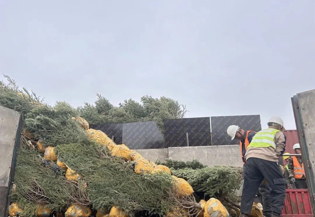 За одоо жинхнээсээ Хятадаас суулгац худалдаж аваад эхэлсэн байна. Өмнөх суулгацуудыг бол бэлэглэсэн. Энэ моднуудыг Хархорин хотын ногоон байгууламжид аваачиж суулгана гэнэ. Ингээд дахиад л Мод үржүүлгийн компаниудаа ажилгүй болгохнээ. Энэ жил 10сая орчим мод авах төлөвтэй байна