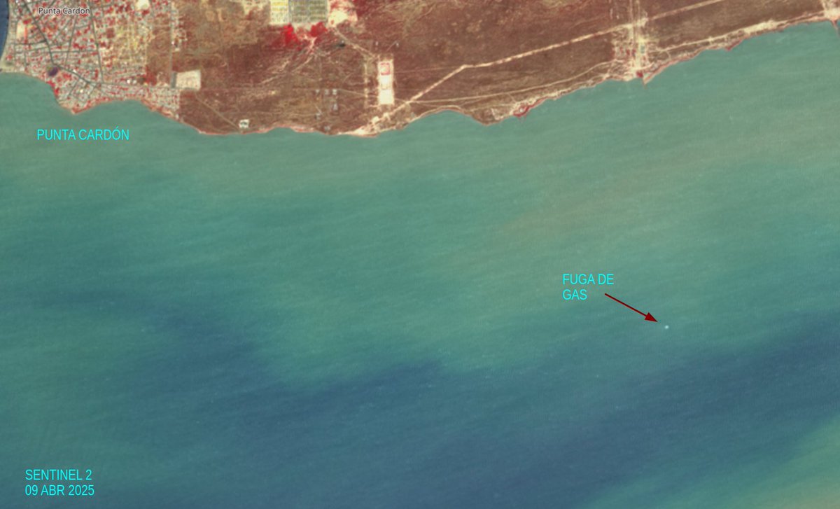 diodon histrix tweet media