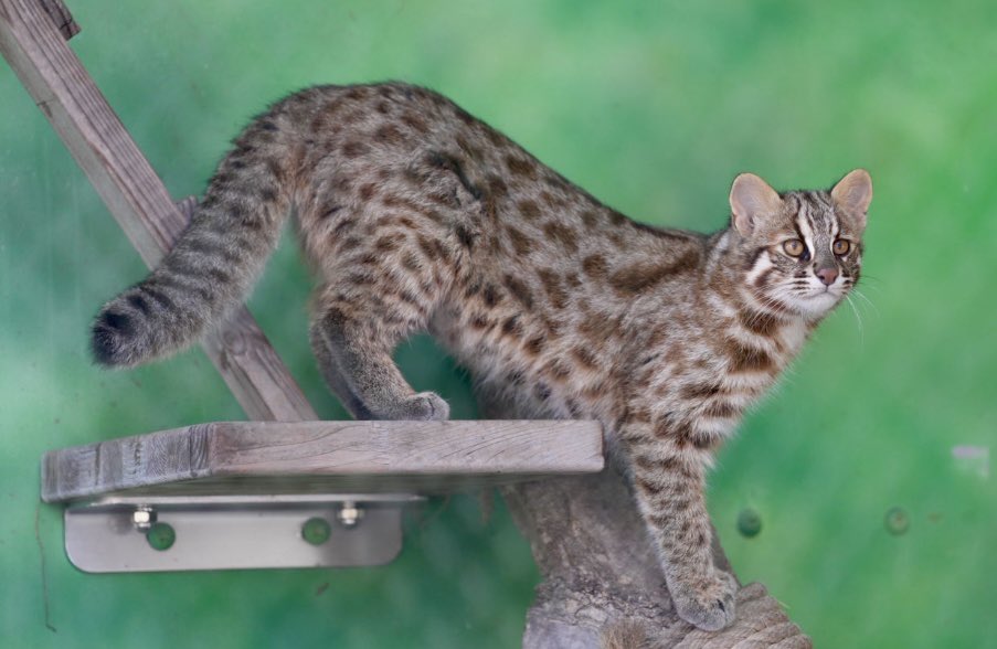 tama080707's tweet photo. かりおくん😻
2024/11/12📷
#東山動植物園
#那須どうぶつ王国
#ツシマヤマネコ
#かりお
#tsushimaleopardcat
#Kario https://t.co/qoqTQT3FXF