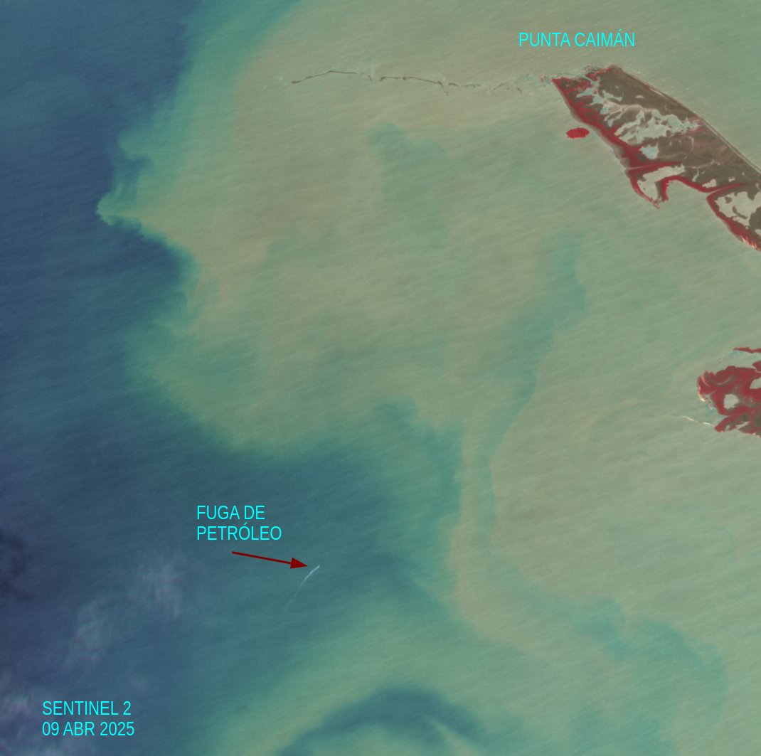 diodon histrix tweet media