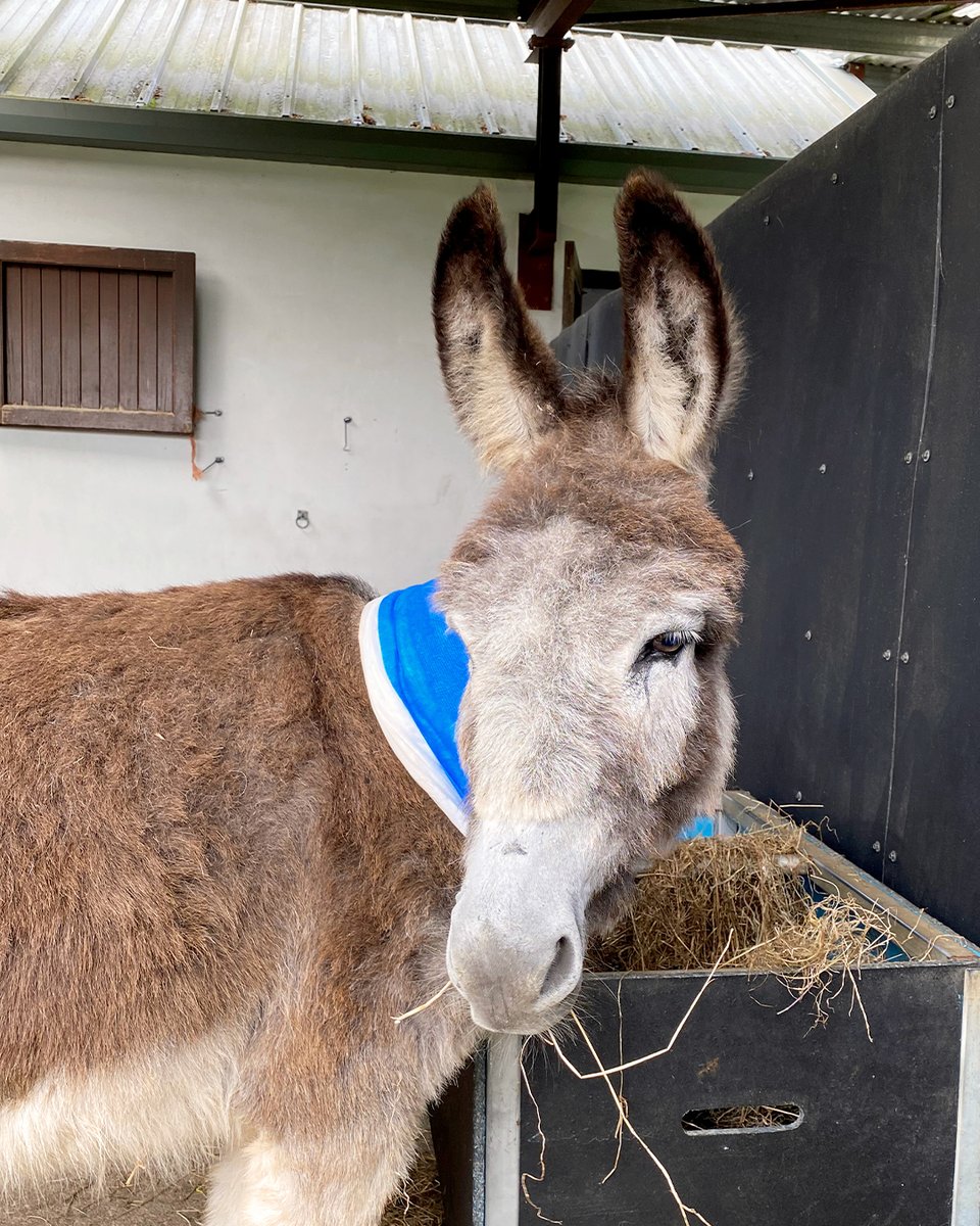 Our brave boy Frazer was rescued as a foal in 2011 and arrived with a fractured jaw. Our Veterinary team nursed him back to health, but this resulted in the irregular growth of his lower incisors and a decision had to be made to remove them or not 🦷➡️ bit.ly/3EuGMQi