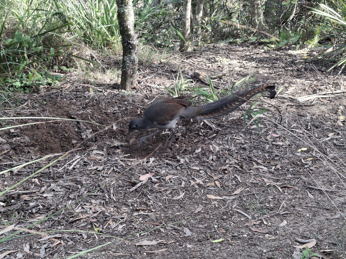 Found a most peculiar fern with chemistry Honours today in the Blue Mountains. Also a cheeky lyrebird spotted in the middle of a meal!