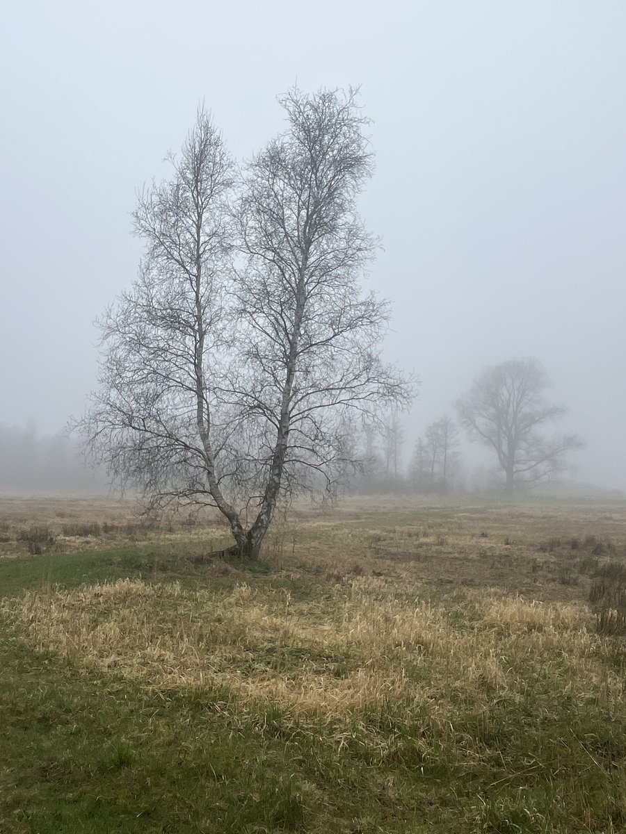 moreytown's tweet photo. Gillar väder #dimma https://t.co/L7EfDW3yKW
