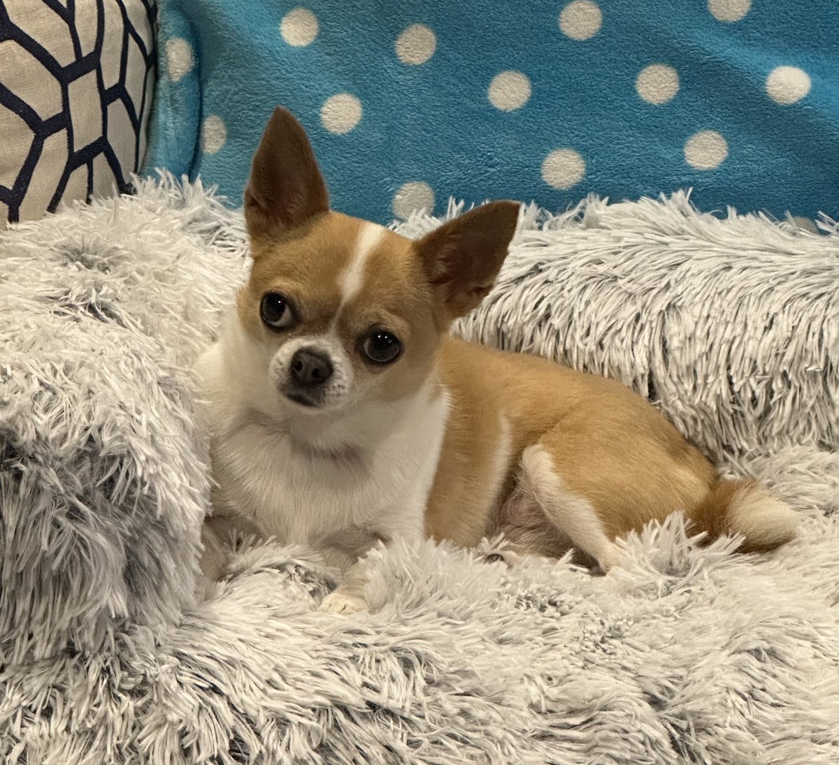 Florence the Wonder Chi tweet media