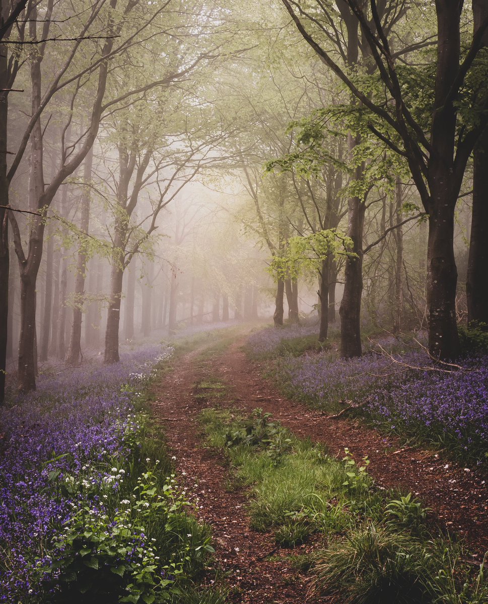 OMG i finally did it!! 

After months &amp; months of trying 

I finally got the shot iv always wanted. 

Bluebells in the morning mist.

I really hope you like it! 

Let me know ❤️