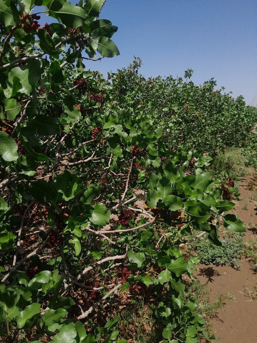 #رفسنجان
#Rafsanjan