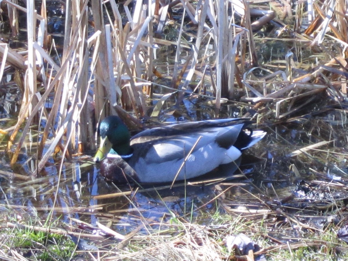 It's been nice weather, except today!  pouring rain, but here's a few more of the geese and ducks at the park.