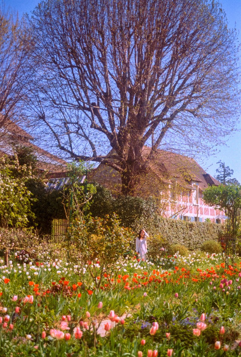 CerfiaFR's tweet photo. 🇫🇷🌸 La maison de Claude Monet a rouvert ses portes à Giverny jusqu'au 1er novembre 2025.

🚆 Accessible en TER depuis Paris St-Lazare, puis en bus (10€ aller-retour).
💶 6,50€ pour les étudiants et enfants / 12€ pour les adultes.

📸 @maximevisticot https://t.co/ksVNut75x9