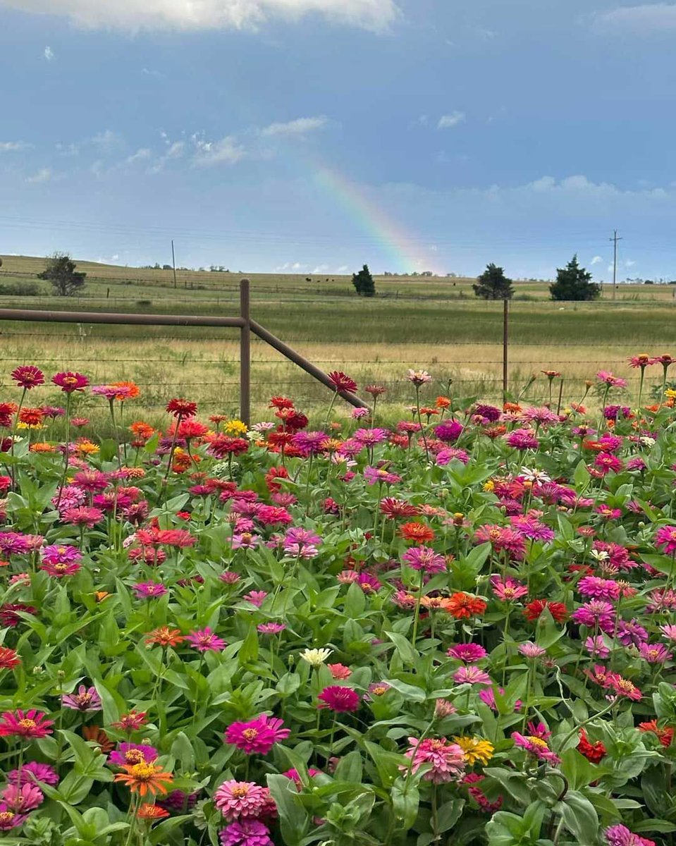 Pastel petals + a rainbow 💐🌈   📷 by Shelby Strobel, member of CKenergy Electric

#SaturdaySnaps #PastelsAndPetals #OkieSnaps