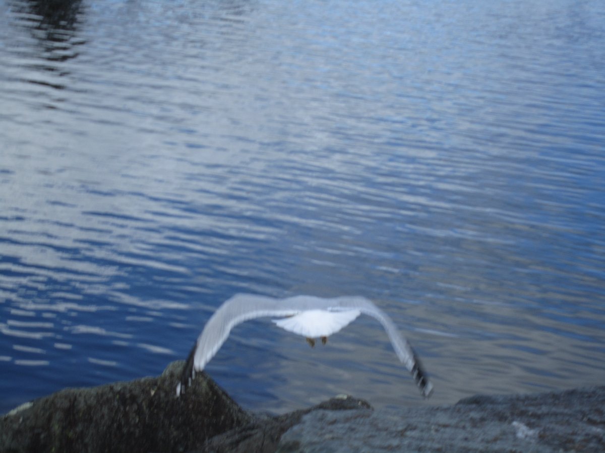 and look what the crows have done,  looking for bugs under the grass....and a sweet little robin, makes his job a lot easier looking for worms, just caught a seagull flying away.
