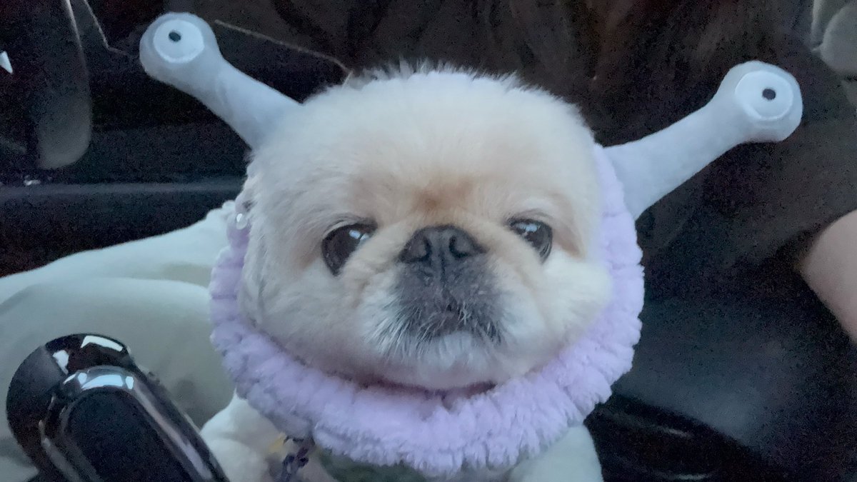 Yeti_tenten's tweet photo. 🪐👽( みんなおやちみ…… ) https://t.co/rA4DTFhJun