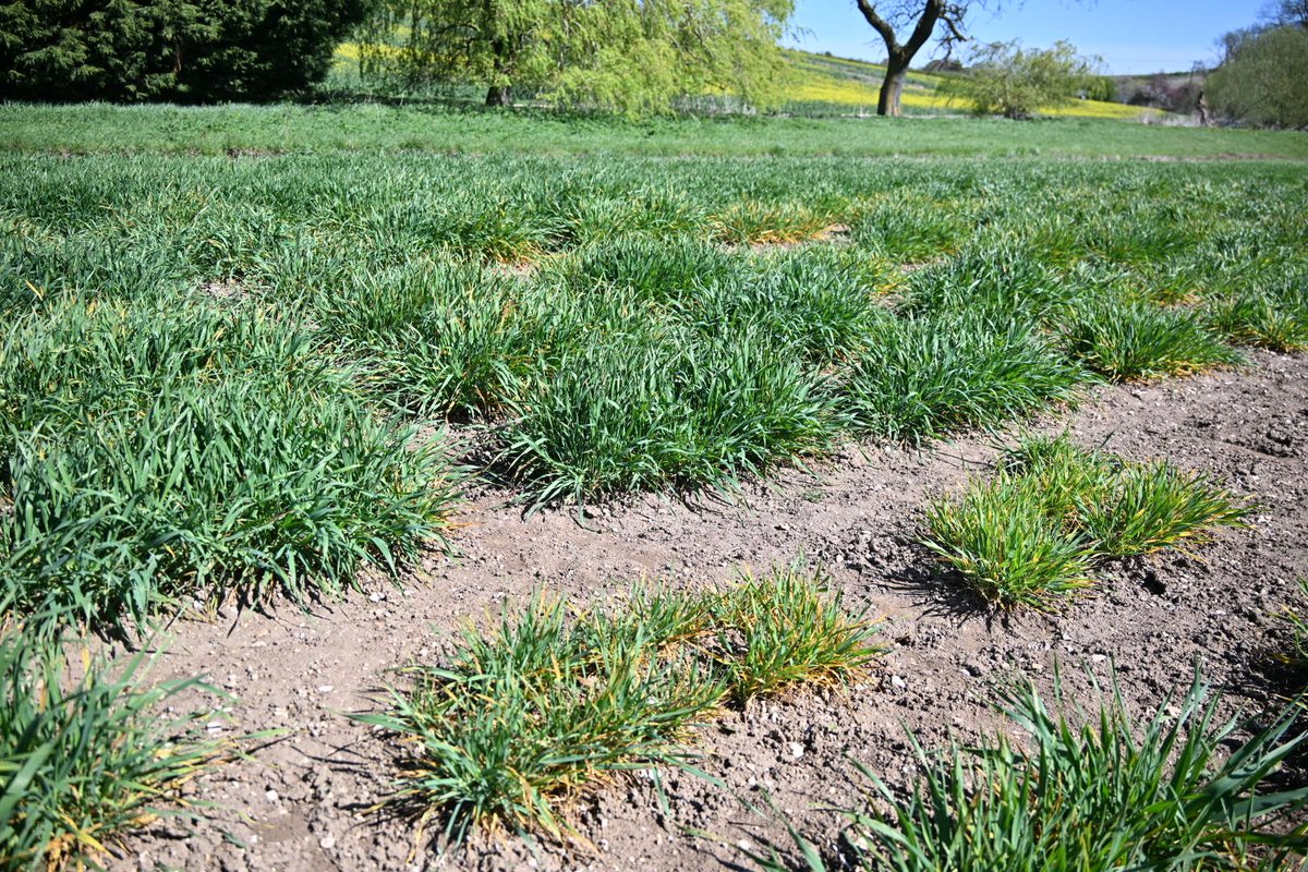 Blocks of 2 row winter barley drilled mid September. Each block is a different variety this year very obvious how differing gene stacking reacts to BYDV. This is naturally occurring no inoculation. From no tolerance all the way through to no visible infection! ⁦<a href="/LGSeedsUK/">LGSeedsUK</a>⁩
