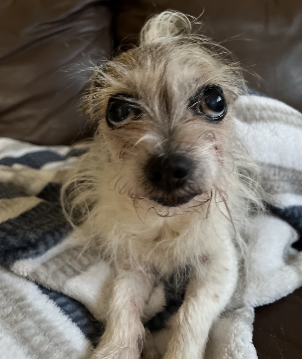 chicathechih's tweet photo. "Hey there! It's me Delilah, and I'm perfecting my 'who, me?' face for the Easter bunny. Think it'll get me all the treats?" 
(Answer below Yes/No) 
#dogsoftwitter #Dog #Dogs #Easter2025 #EasterWeekend #EasterEggHunt https://t.co/OY9smRjMh0