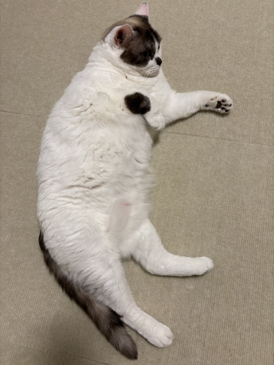 sechutom's tweet photo. 今日は暑くてノビノビ

 #猫好きさんと繋がりたい 
 #猫のいる暮らし 
 #ねこかわいいね https://t.co/jMLj91kpiO