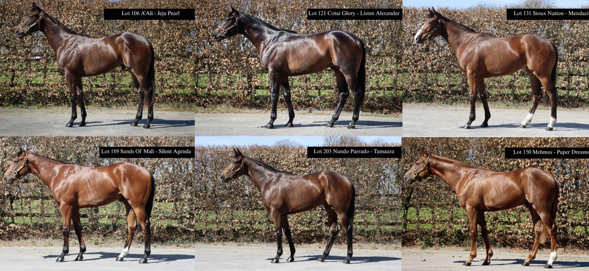 We have another stellar line up heading over to <a href="/GoffsUK/">Goffs UK</a> for the Breeze up Sale🚀
Lot 106 A’Ali - Jeju Pearl
Lot 121 Cotai Glory - Listen Alexander
Lot 131 Sioux Nation - Mendacity
Lot 150 Mehmas - Paper Dreams
Lot 189 Sands Of Mali - Silent Agenda
Lot 203 Nando Parrado - Tamaara