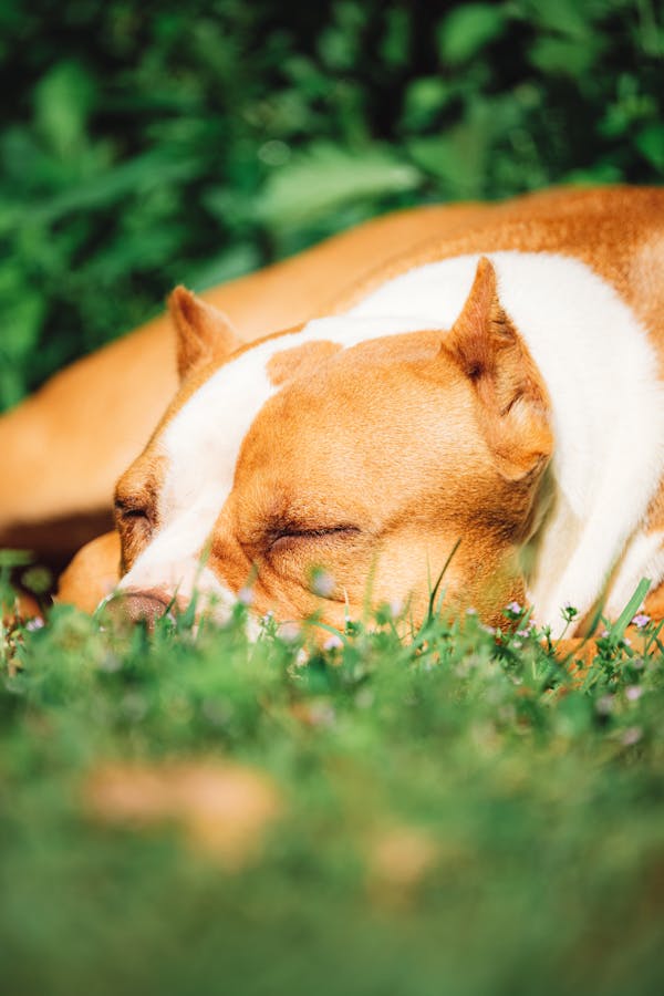 willbarkfortoys's tweet image. Dog: “I bark at nothing for fun.”
Also dog: “Why are you stressed? Just nap in the sun.”
Dogs = Life Coaches.
#DeepDogThoughts #ZenDogLife
willbarkfortoys.com