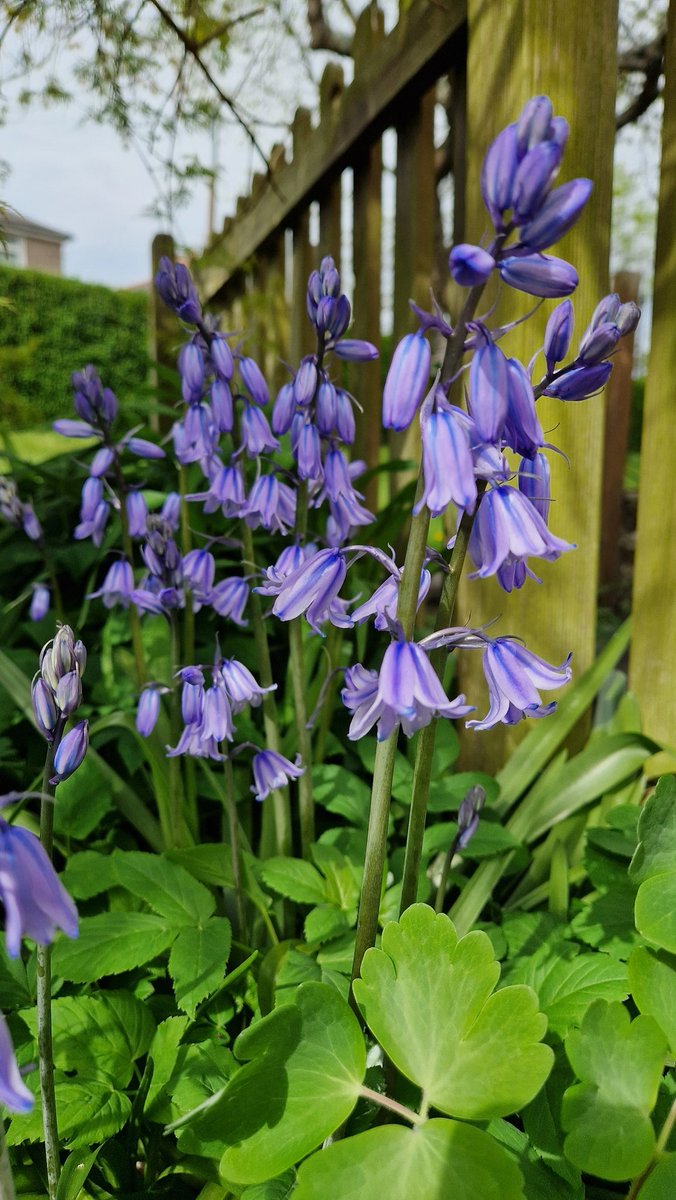 Sula Ross tweet media