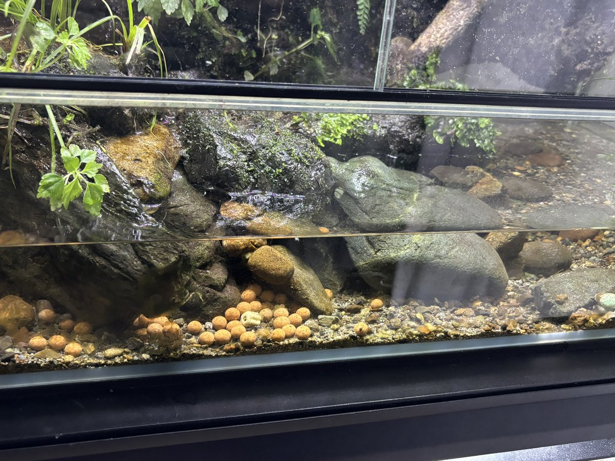 カニによって大型水槽の内臓がまろび出てしまったので、終了です。
いや勿論カニは悪くないんだけど、時間のある時にリセットしないとなぁ。とても1日では終わらん。