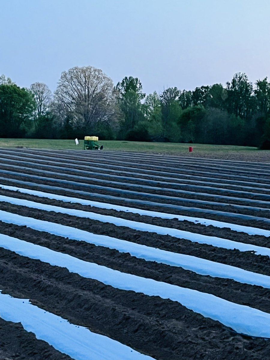 Summer produce field is ready. I'm beat to hell but it's done.