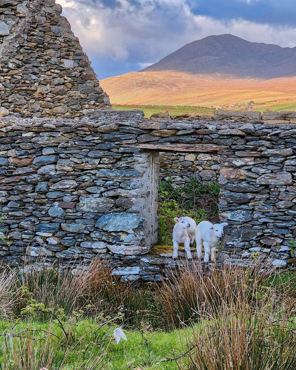 Two little lambs playing among the ruins of an old stone cottage... Young, wild and free! 🐑💚

📸 IG/ jeremy__madden
📍 Connemara, Ireland

#Lambs #Connemara #Galway #Ireland #VisitGalway