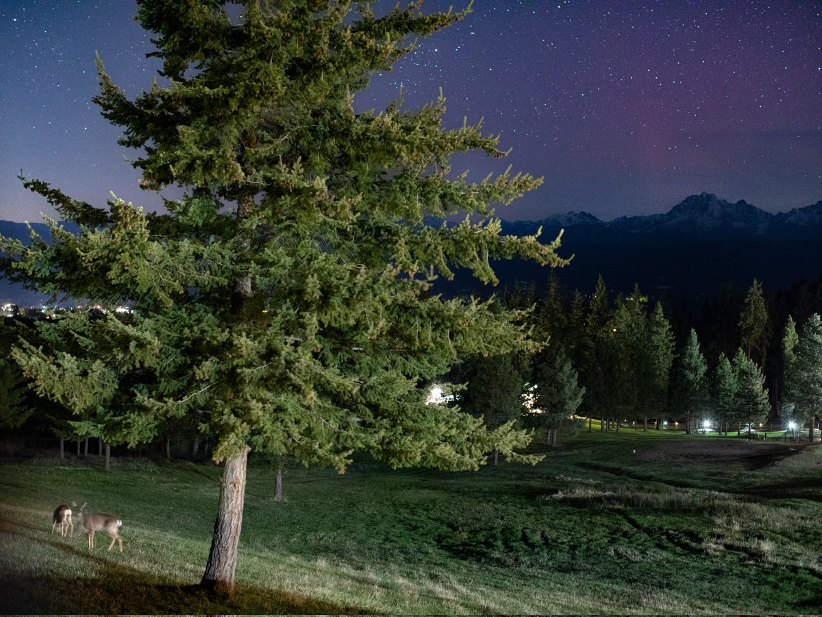 NoelBowman13's tweet image. Bears aren't the only ones to ๐ฉ in the woods. ๐คฃ ๐ ๐ฆ ๐ฉ ๐ฆ Cle Elum,WA on 4/18/25.
Was fun to have their company for the majority of the night. ๐ฆ ๐ฆ ๐ฆ ๐ฆ
@komonews
@WeatherNation
#wawx
@theauroraguy
@TamithaSkov