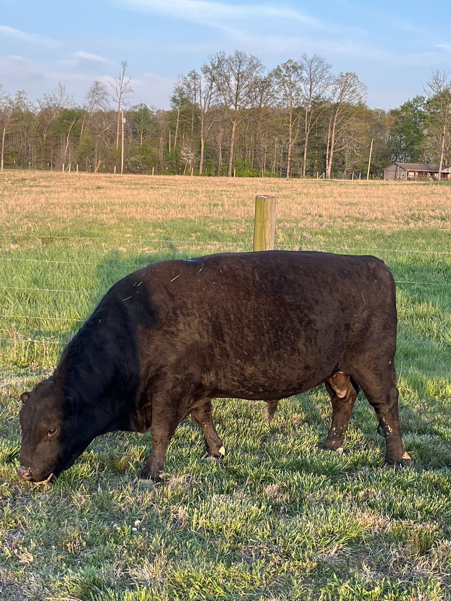My new bull.