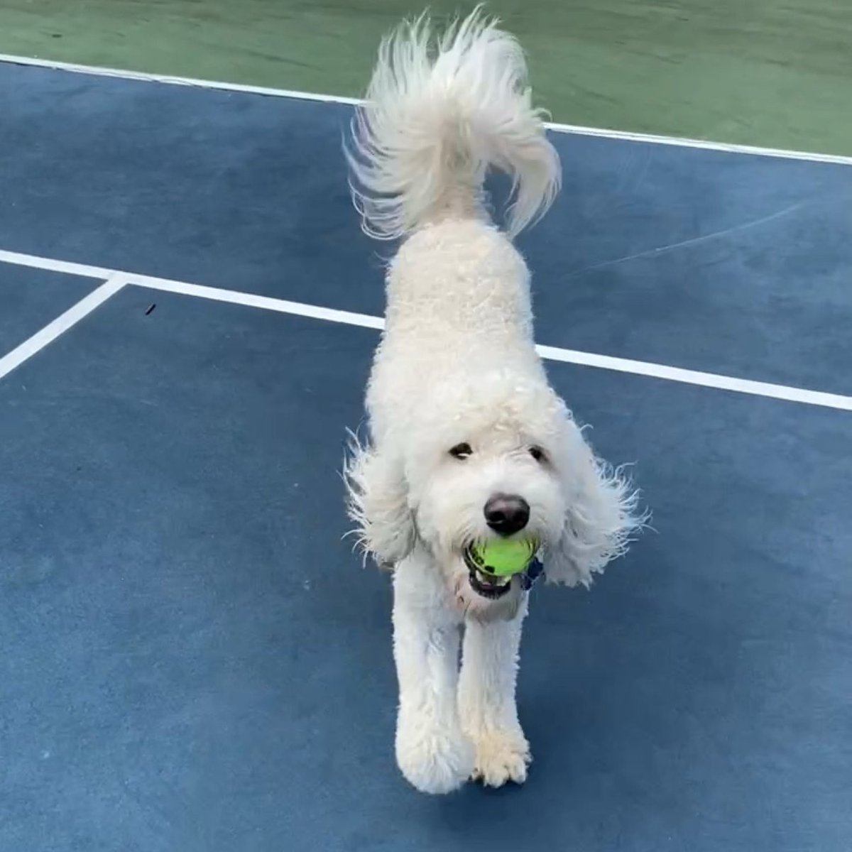 Hawks 🎾 Gameball goes to 🐾Murphy 🐾on many occasions 🎆for the win🎇