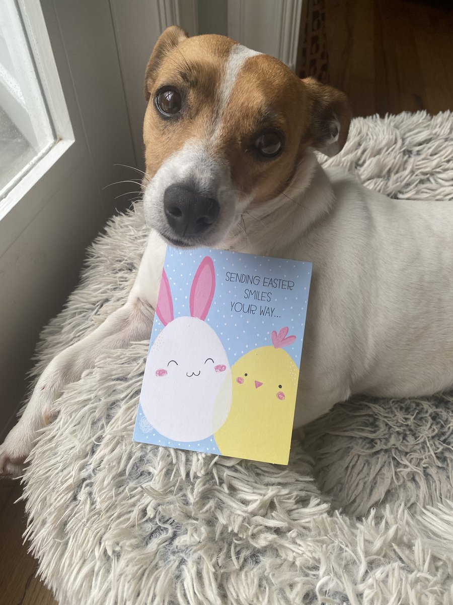 BelleLBear's tweet image. #PupMail #Easter2025 📬💌#EasterCard #dogs #dogsofX #dogsoftwitter #zshq 🌸🐥🐇#BabyBea 🐰🌼💙💛🐣💚
Pawesome Easter card just arrived from sweet frens Petunia Mae, Jasmine &amp;amp; Tigger @PetuniaMaePug ! Love it and you guys! Happy Easter!🐣🌸