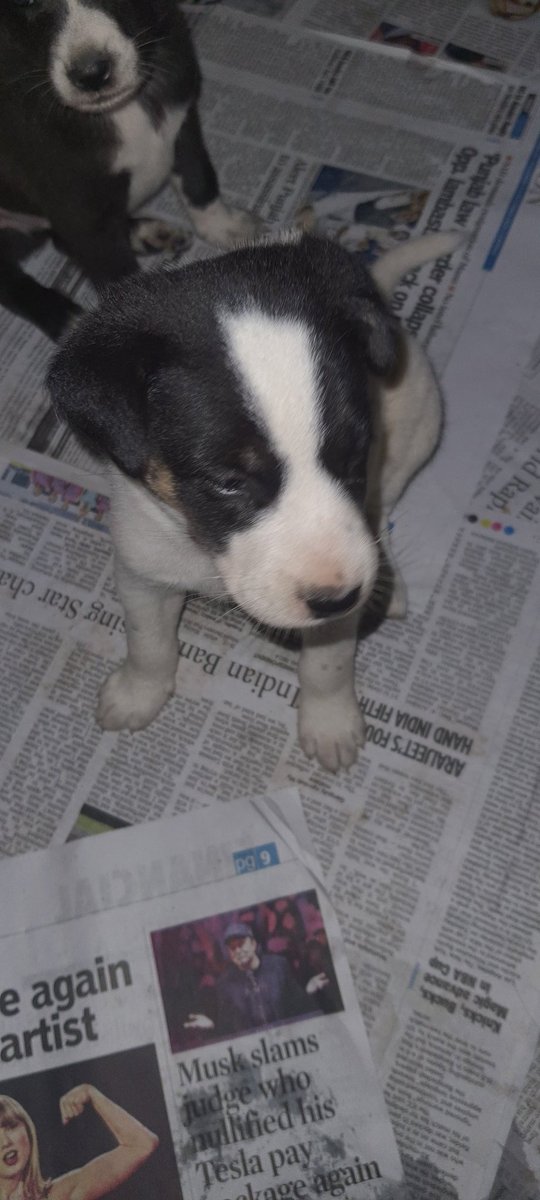 Barkingspace1's tweet photo. Newbornpuppy 
#puppy#barkingspace#X#cutepuppy https://t.co/FnoA2erabU