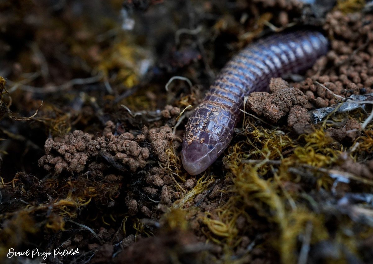DanielParejo8's tweet photo. Culebrilla ciega (Blanus cinereus) https://t.co/rQp9UPtj5P