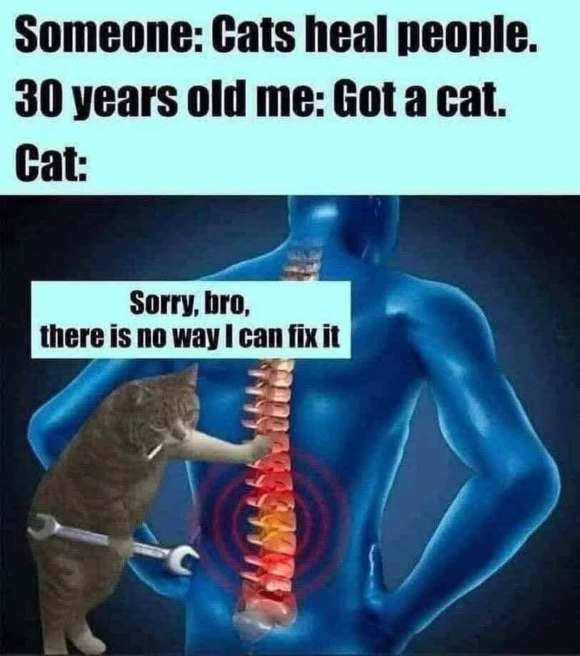 WholesomeMeme's tweet photo. https://t.co/qhxHw2dn91