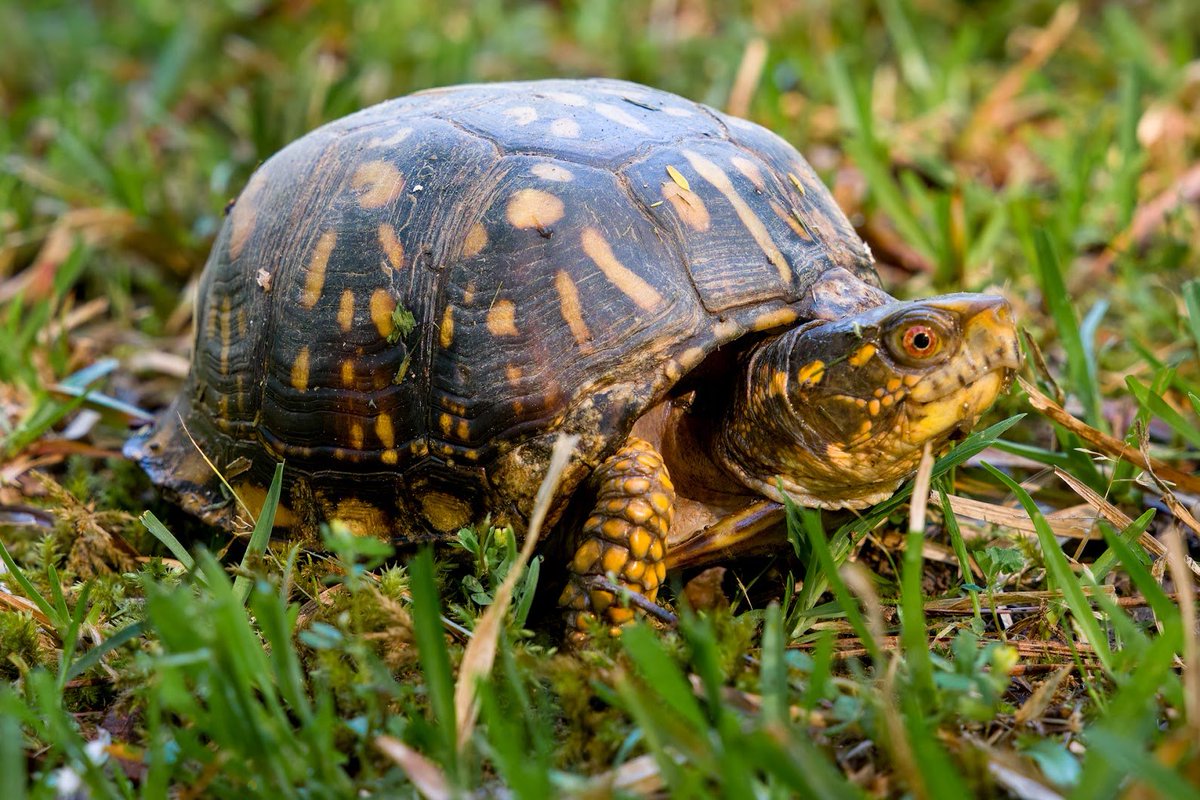 whobedannyd's tweet photo. Bella and I saw our sweet friend "Chip", the handsome Box Turtle, this morning. It was our first time seeing him this year. He has a chip in his shell, just above his neck on his right side. It has worn smooth over the years. He's a trooper!!
#BackyardPhotography
#GodIsSoGood!! https://t.co/bQ5ricJKKA