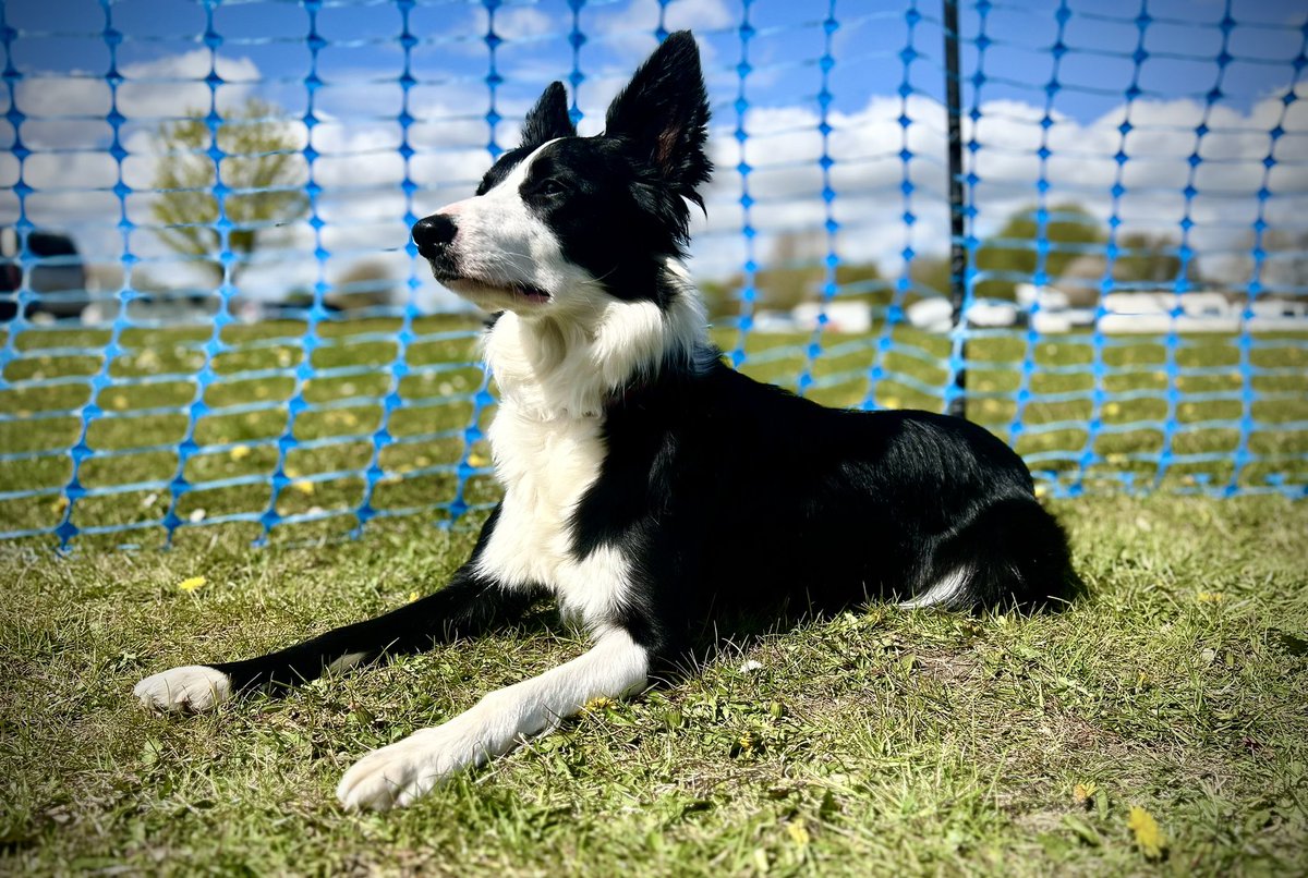 99SlayerTab's tweet photo. [IRL Post] Hope everyone is having a great Easter weekend! 🐣 👍 

We are enjoying our first family camping trip of the year ⛺️ 🐶 🎾 ☀️ 

#EasterWeekend #Easter2025 #Camping #FlyBall #BorderCollie https://t.co/9ehuxe8n2j