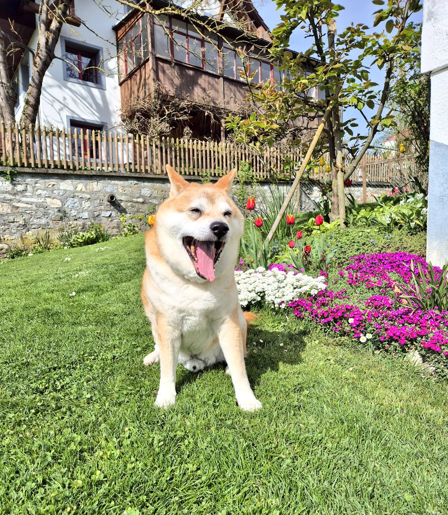 TakayukiCH's tweet photo. Happy Easter Time ๐ฐ๐#shibainu #shibalife #seniordogs #Easter2025 #FroheOstern https://t.co/yo4Jym9AH9