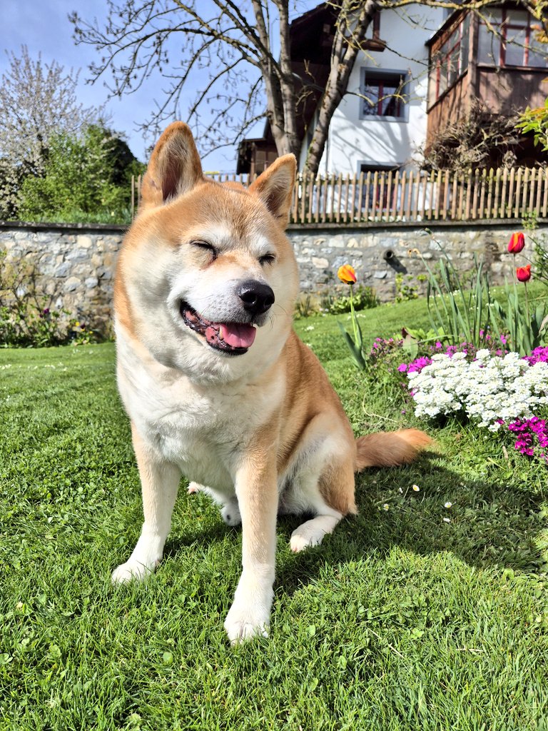 TakayukiCH's tweet photo. Happy Easter Time ๐ฐ๐#shibainu #shibalife #seniordogs #Easter2025 #FroheOstern https://t.co/yo4Jym9AH9