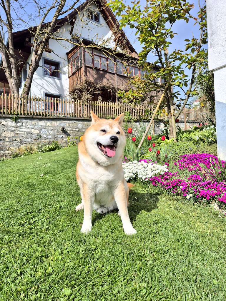 TakayukiCH's tweet photo. Happy Easter Time ๐ฐ๐#shibainu #shibalife #seniordogs #Easter2025 #FroheOstern https://t.co/yo4Jym9AH9