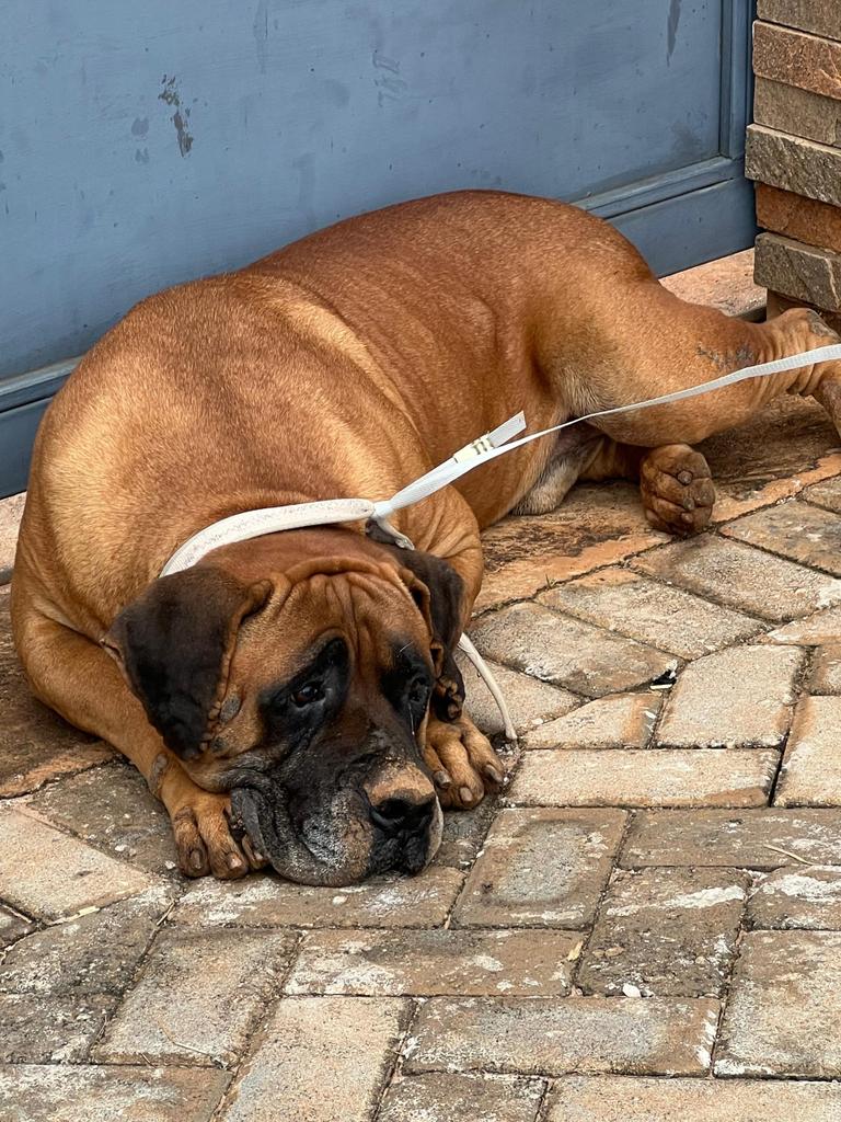 kmogul_'s tweet photo. This boerboel lost it's way, kindly share so it can reunite with it's owner #ZedTwitter #zedX https://t.co/SLWKAL5i3l